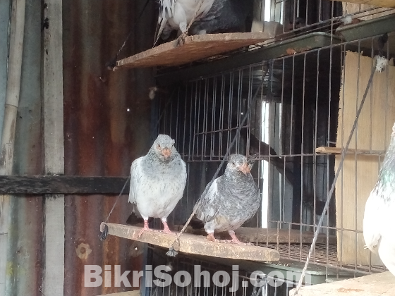 গিরিবাজ